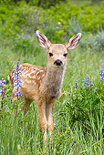 WLD 13 KH0005 01
Mule Deer Fawn Standing In Field