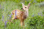 WLD 13 KH0006 01
Mule Deer Fawn Standing In Field