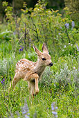 WLD 13 KH0007 01
Mule Deer Fawn Walking In Field