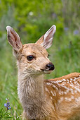 WLD 13 KH0008 01
Head Shot Of Mule Deer Fawn Standing In Field
