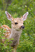 WLD 13 KH0009 01
Head Shot Of Mule Deer Fawn Standing In Field