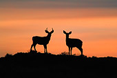 WLD 13 KH0010 01
Silhouette Of Mule Deer Buck And Doe Standing In Field At Sunset