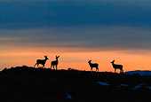 WLD 13 KH0011 01
Silhouette Of Mule Deer Herd Standing In Field At Sunset