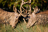WLD 13 KH0013 01
Two Muddy Red Deer Bucks Fighting On Grass