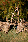 WLD 13 KH0014 01
Two Muddy Red Deer Bucks Fighting On Grass