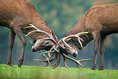 WLD 13 KH0017 01
Close-Up Of Two Red Deer Stags Fighting On Grass