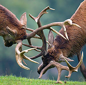WLD 13 KH0018 01
Close-Up Of Two Red Deer Stags Fighting On Grass