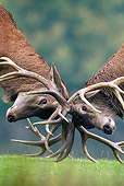 WLD 13 KH0019 01
Close-Up Of Two Red Deer Stags Fighting On Grass