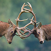 WLD 13 KH0020 01
Close-Up Of Two Red Deer Stags Fighting On Grass