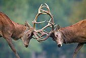 WLD 13 KH0021 01
Close-Up Of Two Red Deer Stags Fighting On Grass