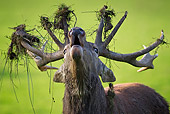 WLD 13 KH0022 01
Head Shot Of Red Deer Stag Bellowing With Dirt And Grass On Antlers