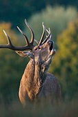 WLD 13 KH0023 01
Portrait Of Red Deer Stag Bellowing In Woods