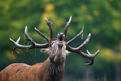 WLD 13 KH0024 01
Close-Up Of Red Deer Stag Bellowing In Woods With Grass On Antlers