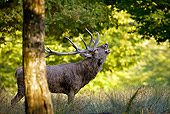 WLD 13 KH0025 01
Red Deer Stag Bellowing In Woods