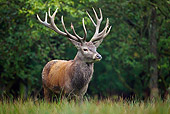 WLD 13 KH0026 01
Red Deer Stag Standing In Meadow At Edge Of Woods
