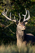 WLD 13 KH0027 01
Red Deer Stag Standing In Meadow At Edge Of Woods