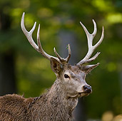 WLD 13 KH0028 01
Close-Up Of Red Deer Stag Standing In Meadow At Edge Of Woods