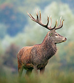 WLD 13 KH0029 01
Portrait Of Red Deer Stag Standing In Meadow