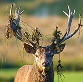 WLD 13 KH0030 01
Head Shot Of Red Deer Stag With Grass And Dirt On Antlers
