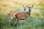 WLD 13 KH0031 01
Two Red Deer Does Standing In Meadow
