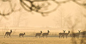 WLD 13 KH0032 01
Silhouette Of Roe Deer Walking Through Meadow In Spring Alsace, France