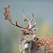 WLD 13 KH0033 01
Head Shot Of Fallow Deer Male In Autumn Alsace, France