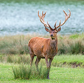 WLD 13 KH0034 01
Red Deer Male Standing Near Swamp In Late Summer France