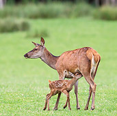 WLD 13 KH0035 01
Red Deer Doe Standing On Wet Meadow With Nursing Fawn France