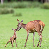 WLD 13 KH0036 01
Red Deer Doe Nuzzling Fawn In Meadow At Edge Of Forest France