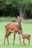 WLD 13 KH0037 01
Red Deer Doe Standing With Fawn In Meadow At Edge Of Forest France