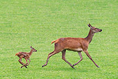WLD 13 KH0038 01
Red Deer Doe And Fawn Running In Meadow France