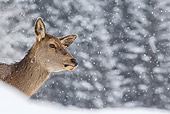 WLD 13 KH0039 01
Close-Up Of Red Deer Doe In Snow Germany