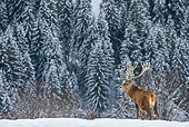 WLD 13 KH0040 01
Red Deer Male Standing In Snowy Mountains Germany