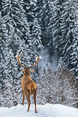 WLD 13 KH0041 01
Back View Of Red Deer Male Standing In Snowy Mountains Germany