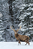 WLD 13 KH0042 01
Red Deer Male Standing In Snowy Mountains Germany