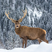 WLD 13 KH0043 01
Red Deer Male Standing In Snowy Mountains Germany