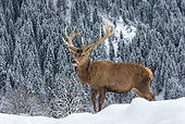 WLD 13 KH0044 01
Red Deer Male Standing In Snowy Mountains Germany