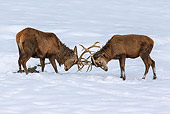 WLD 13 KH0045 01
Young Red Deer Males Play Fighting In Snow Germany