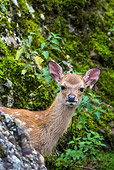 WLD 13 KH0046 01
Portrai Of Sika Deer Fawn Standing In Forest Asia