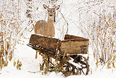 WLD 13 LS0002 01
White-Tailed Deer Standing In Snow By Wooden Wheelbarrow