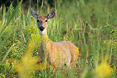 WLD 13 LS0003 01
White-Tailed Deer Standing In Tall Grass And Goldenrod