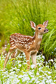 WLD 13 MC0001 01
Whitetail Deer Fawn Standing In Field With Wildflowers