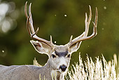 WLD 13 MC0002 01
Close-Up Of Black-Tailed Mule Deer Buck Standing In Meadow Yellowstone National Park