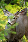 WLD 13 MC0003 01
Close-Up Of Black-Tailed Mule Deer Buck Standing In Brush Yellowstone National Park
