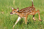 WLD 13 MC0004 01
White-Tailed Deer Fawn Playing In Grass