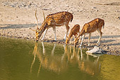 WLD 13 MC0005 01
Family Of Chital Drinking Water Bandhavgarh National Park In Madhya Pradesh, India