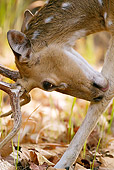 WLD 13 MC0006 01
Portrait Of Chital Bandhavgarh National Park In Madhya Pradesh, India