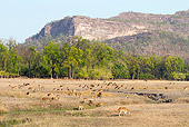WLD 13 MC0007 01
Herd Of Chital Grazing Bandhavgarh National Park In Madhya Pradesh, India