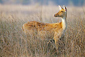 WLD 13 MC0008 01
Barasingha Doe Standing In Kanha National Park, Madhya Pradesh, India