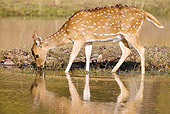 WLD 13 MC0009 01
Chital Deer Drinking At Watering Hole In Bandhavgarh National Park, India